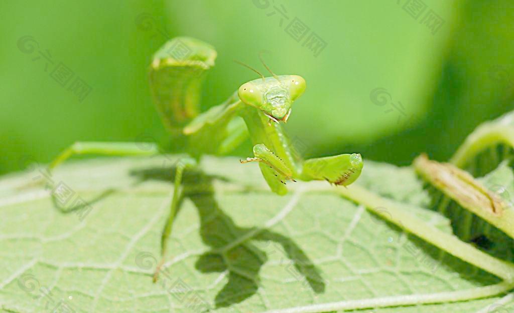 绿螳螂图片