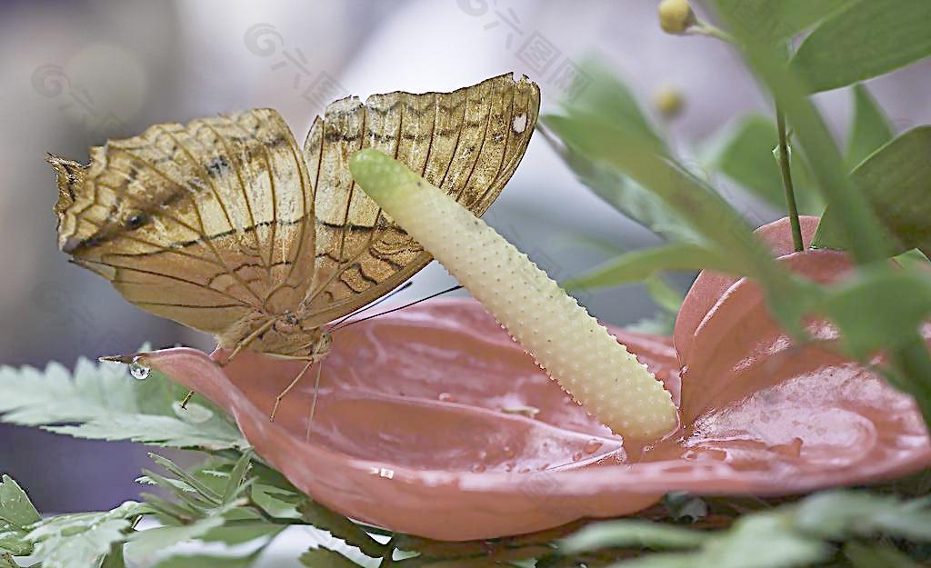 花草中的黄钩蛱蝶图片