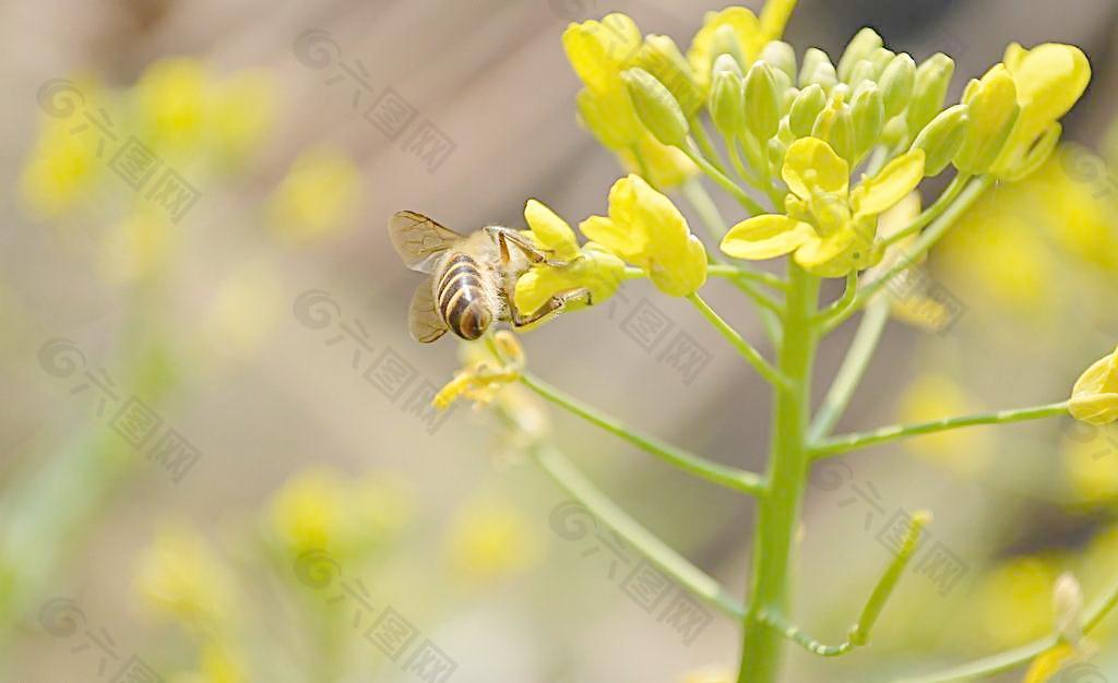 蜜蜂 油菜花图片