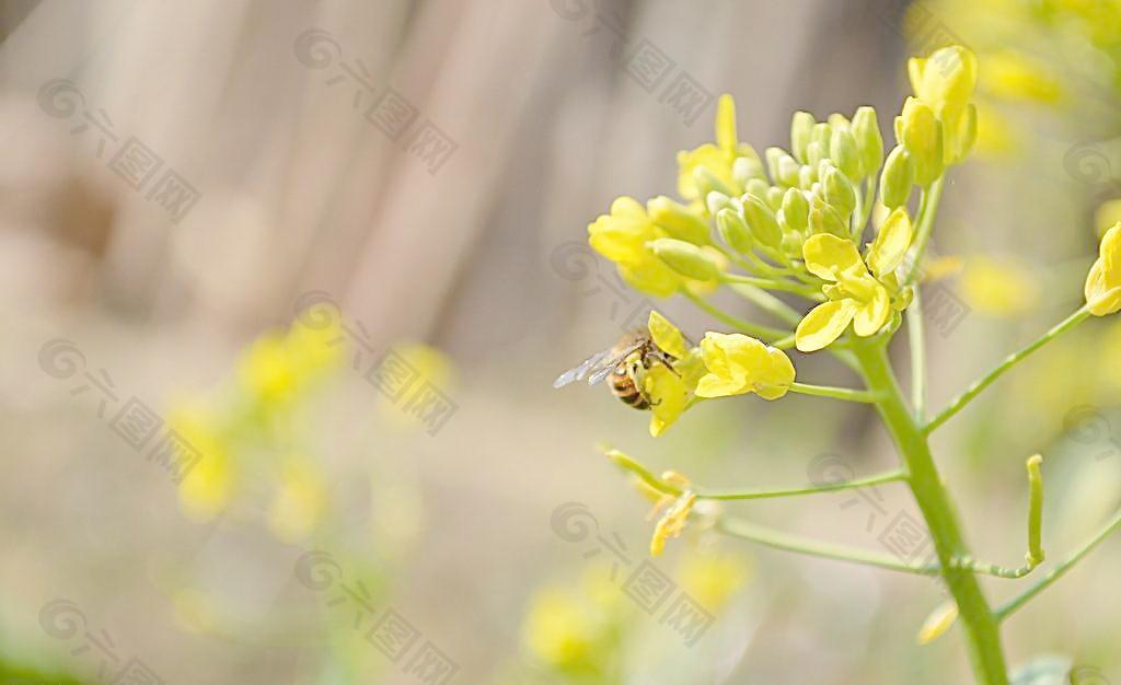 蜜蜂 油菜花图片