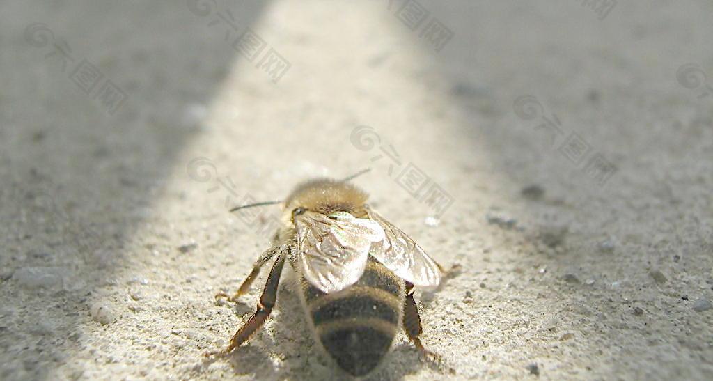 小蜜蜂图片