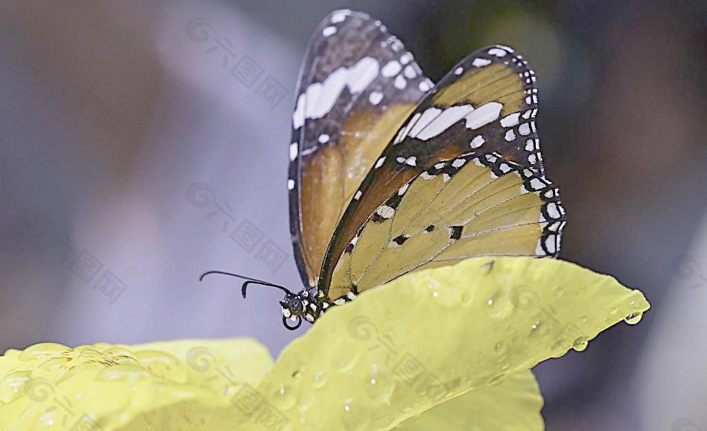 被遮挡的虎斑蝶图片