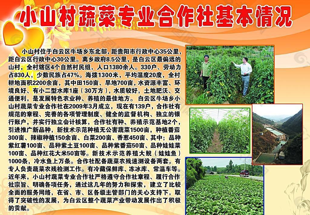 小山村蔬菜专业合作社基本情况图片
