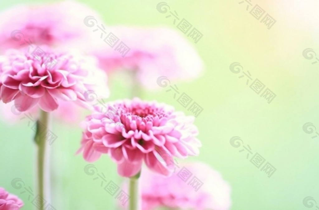 植物 植物摄影 花卉 花朵 免费素材