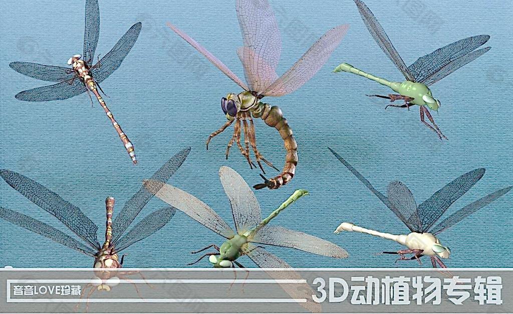 高清3D蜻蜓图片