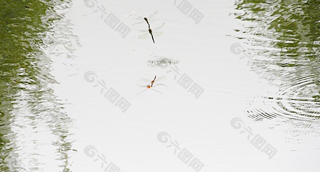 蜻蜓嬉水图片