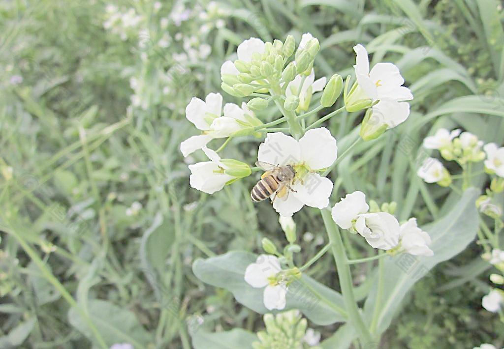 芥兰花蜜蜂图片