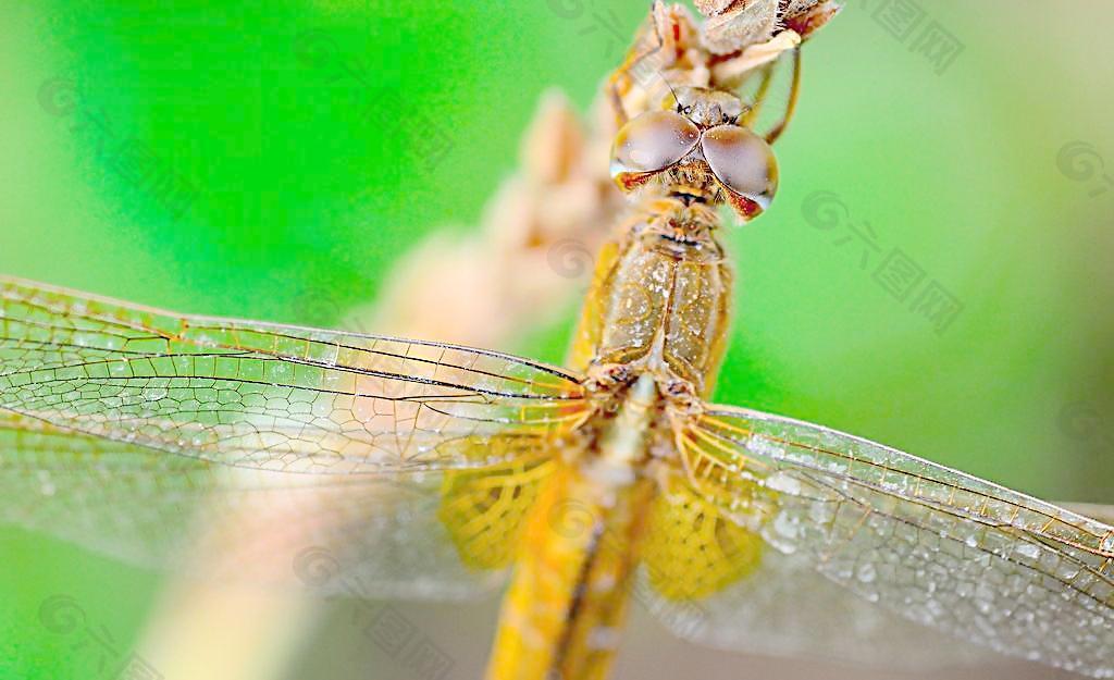 露珠下的蜻蜓图片