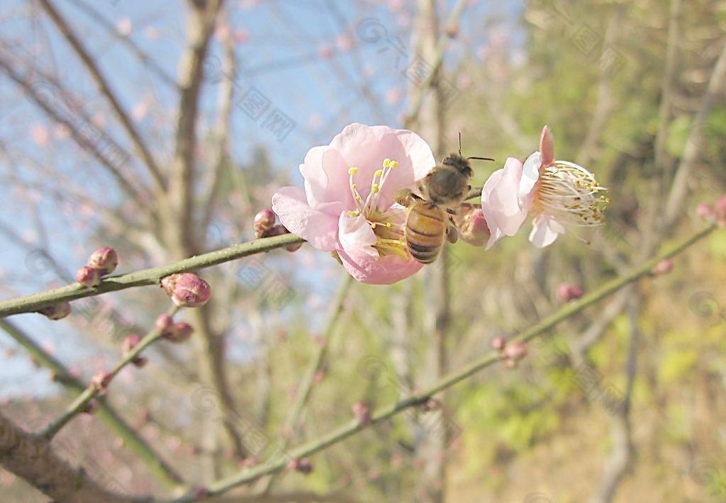 阳光下的梅花和蜜蜂图片