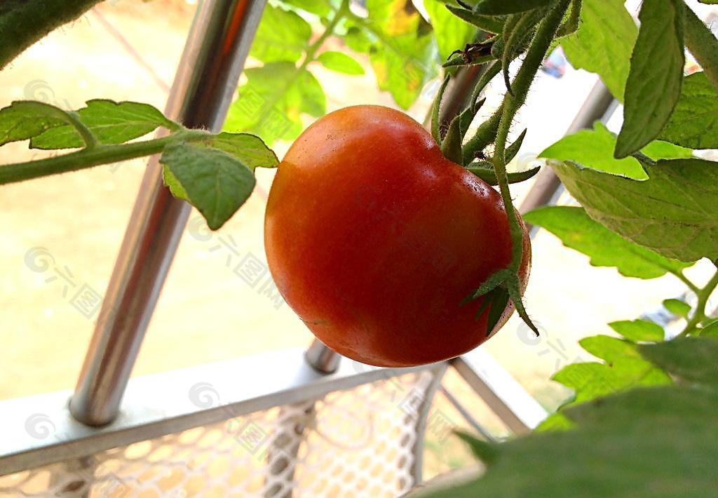 番茄 西红柿 新鲜图片