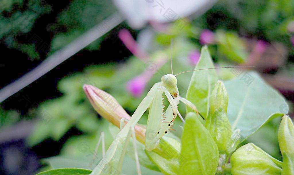 螳螂圖片