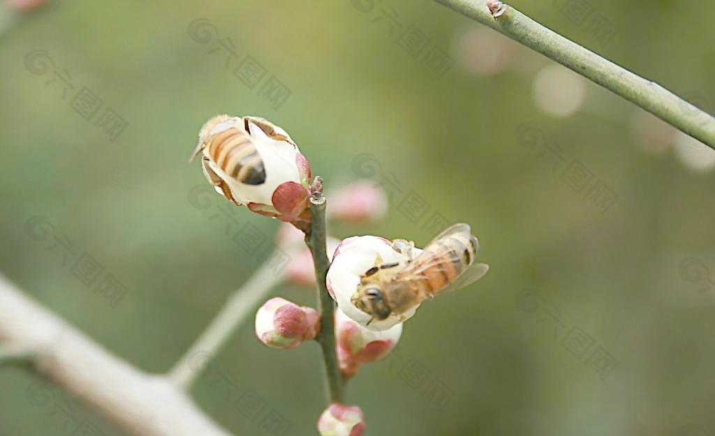 蜜蜂與花骨朵圖片