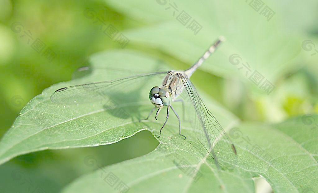 蜻蜓 绿叶上的蜻蜓 昆虫图片