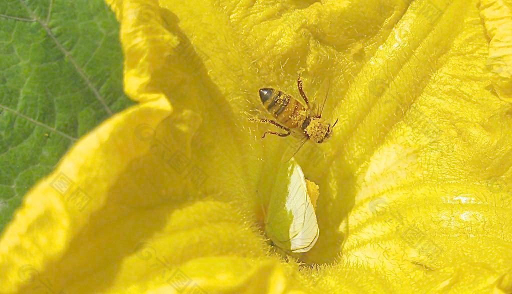 南瓜花里的蝴蝶和蜜蜂图片