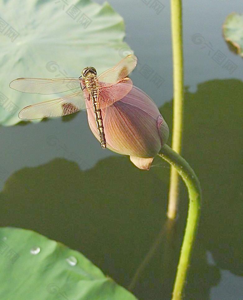 蜻蜓图片