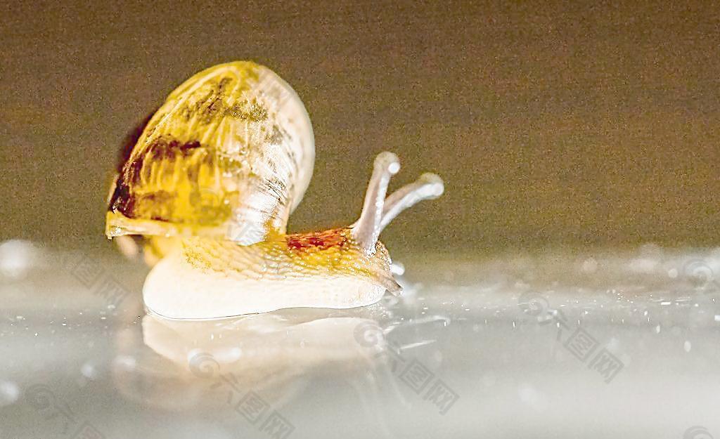 在玻璃上爬行的蜗牛图片