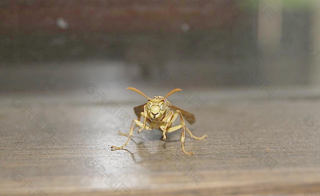 黄蜂 小黄蜂图片