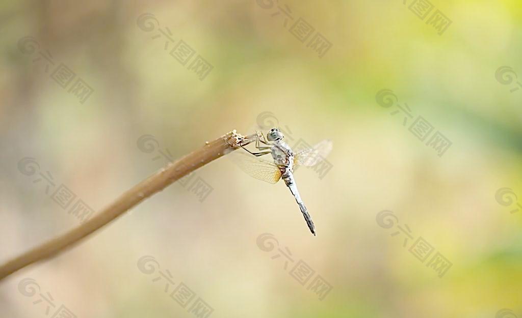 蜻蜓 树枝图片