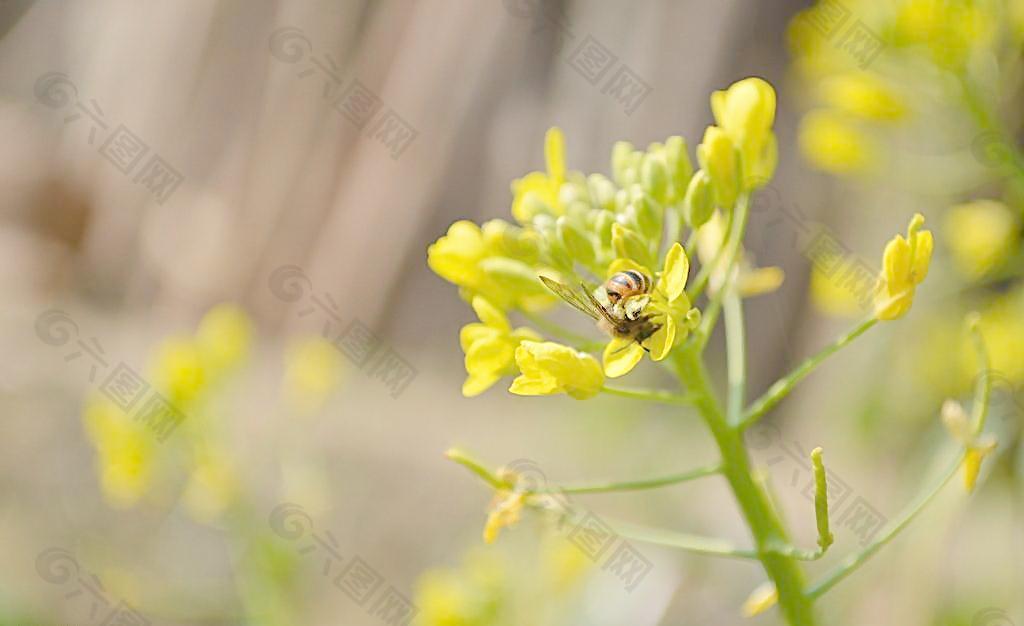 蜜蜂 油菜花图片