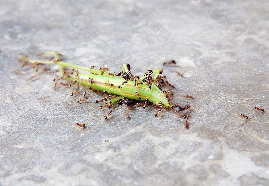 蚂蚁搬蝗虫图片