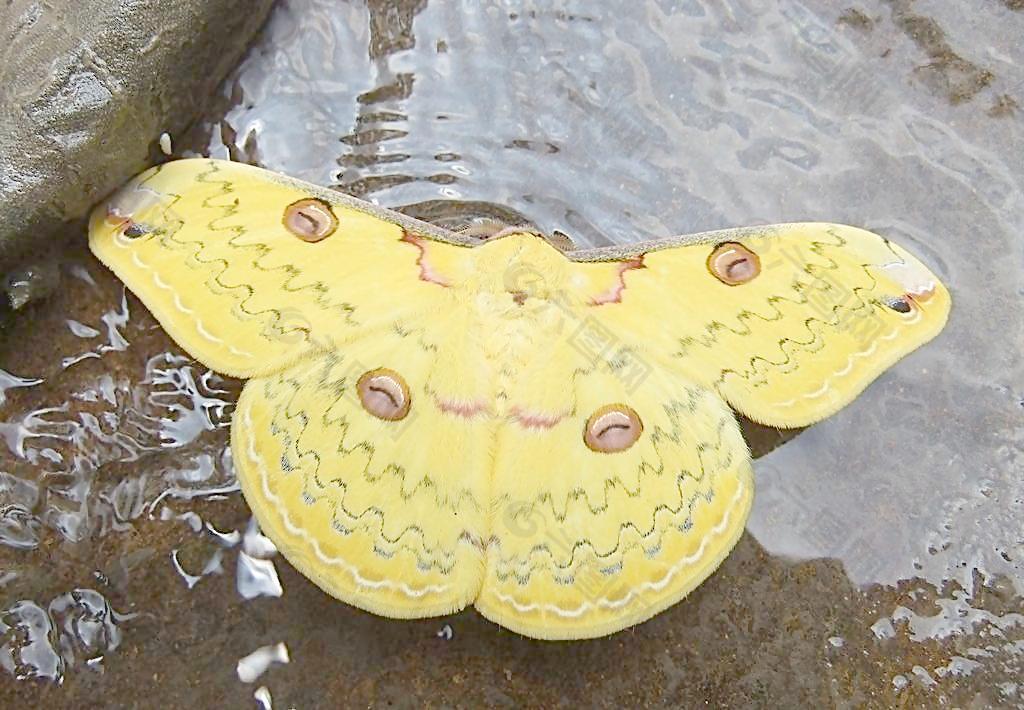 水中蝶图片