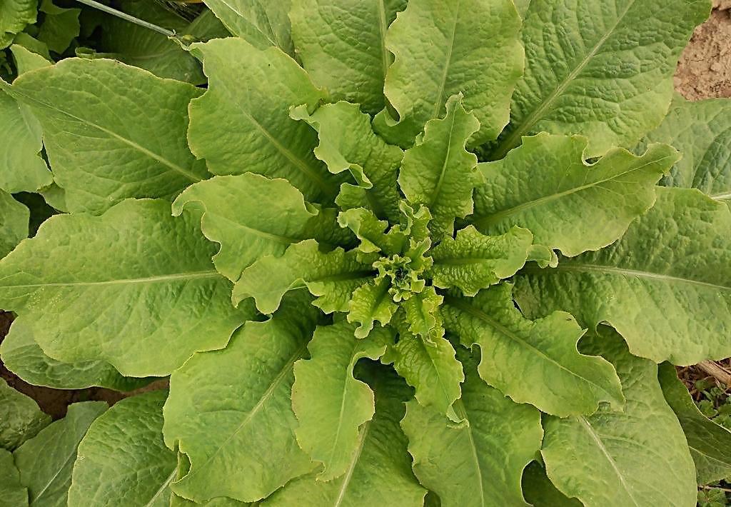 菜苔子长啥样图片