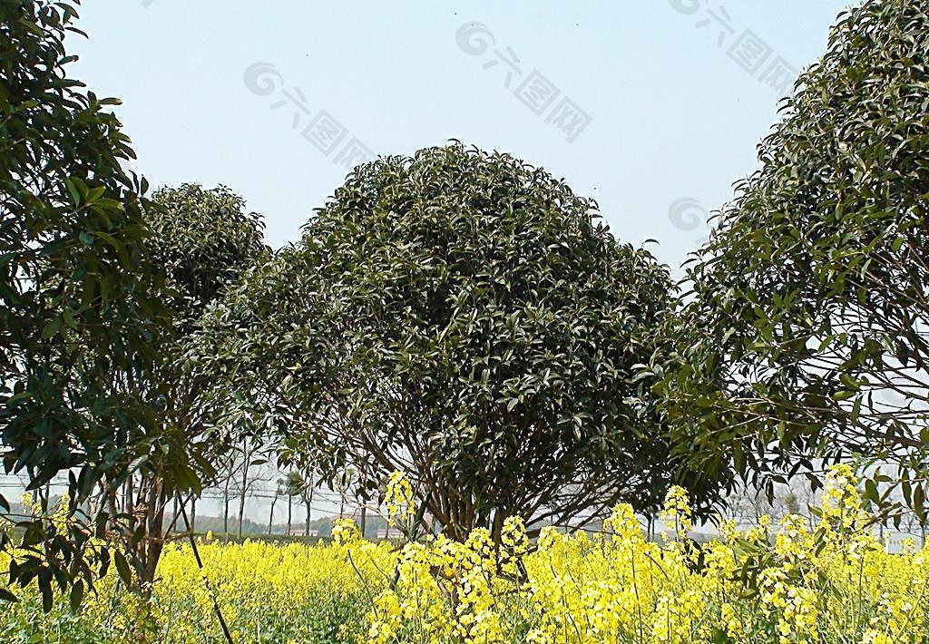 蔬菜基地油菜花图片