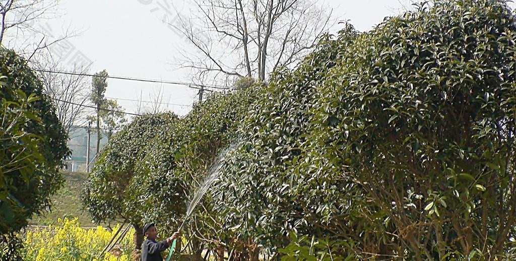 蔬菜基地油菜花图片