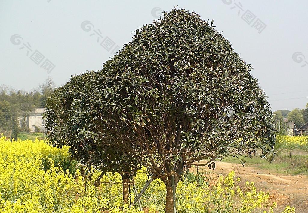 蔬菜基地油菜花图片