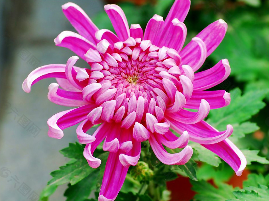 位图 植物摄影 植物 花卉 免费素材