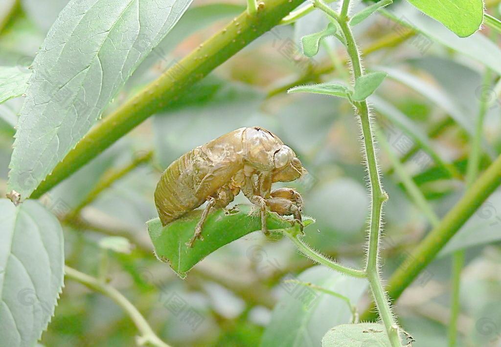 逝去的昆虫图片