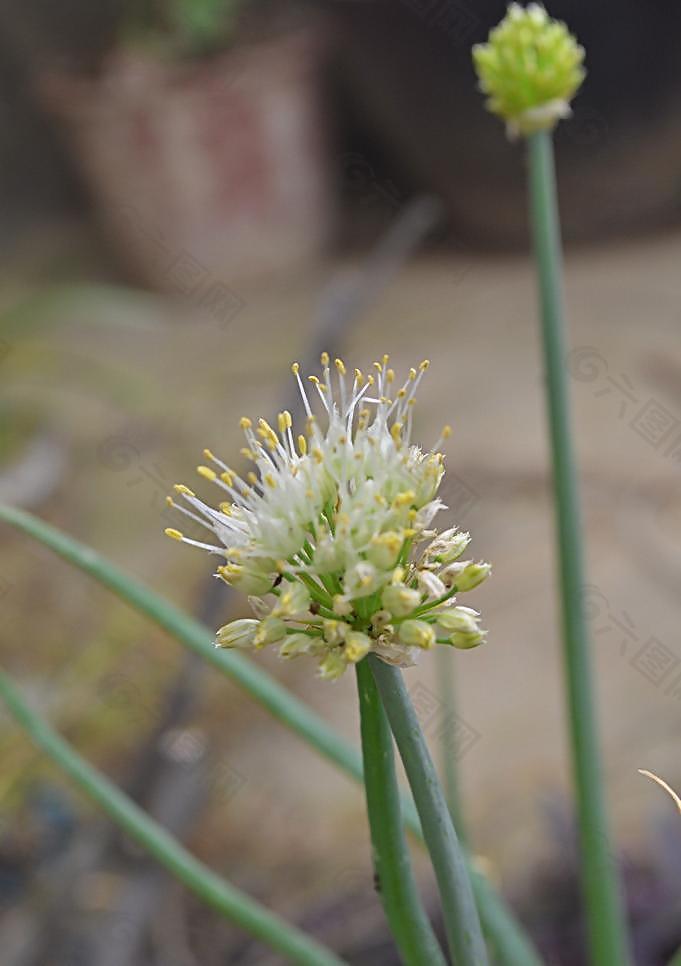 韭菜花圖片