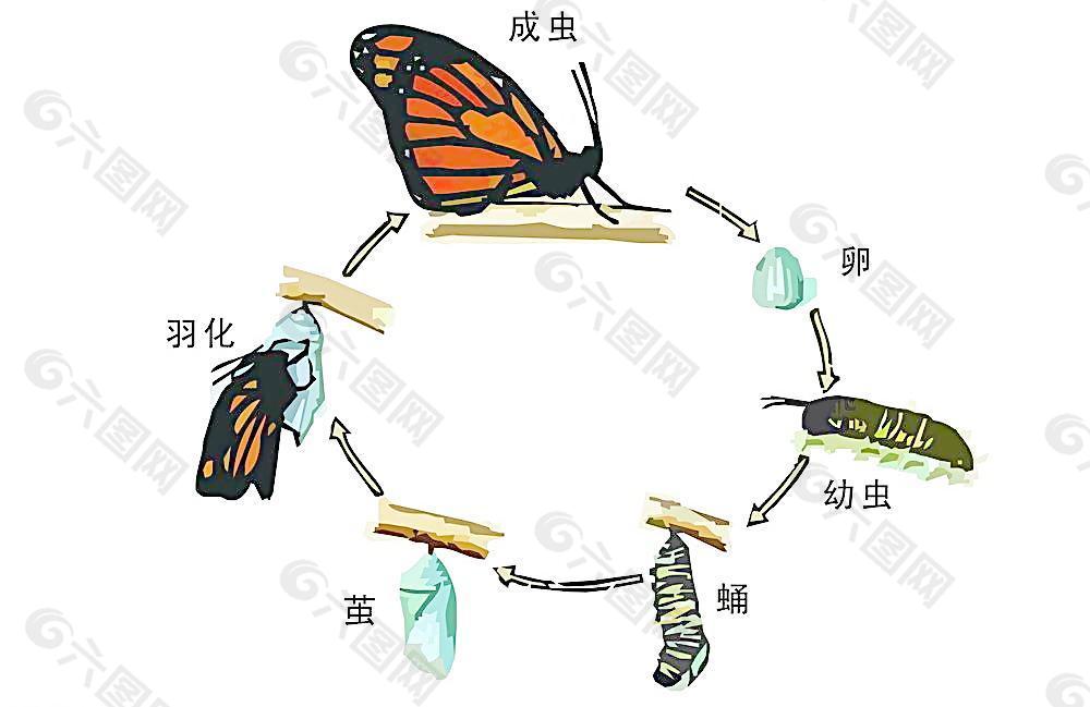 蝴蝶完全变态过程 矢量图片