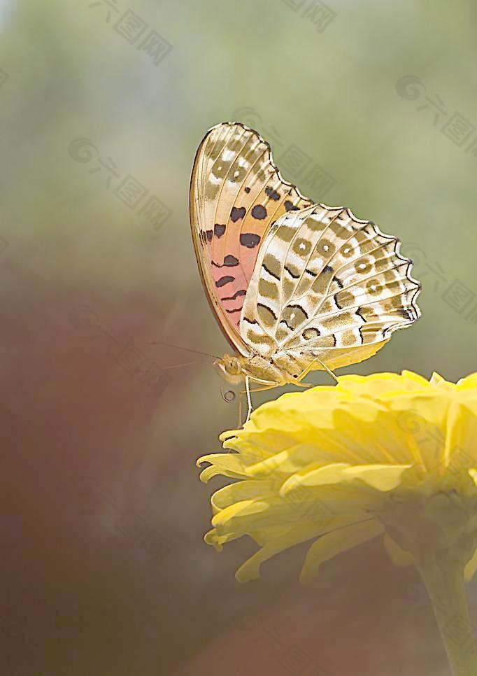 蝶恋花图片素材免费下载 图片编号 六图网