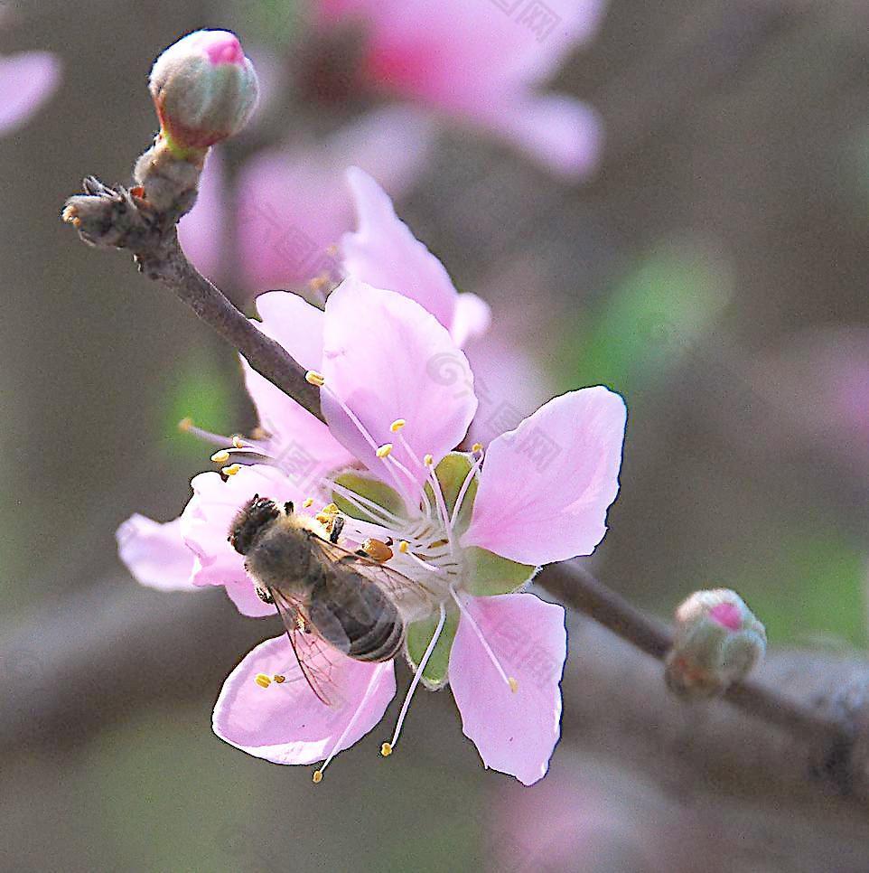 蜜蜂图片