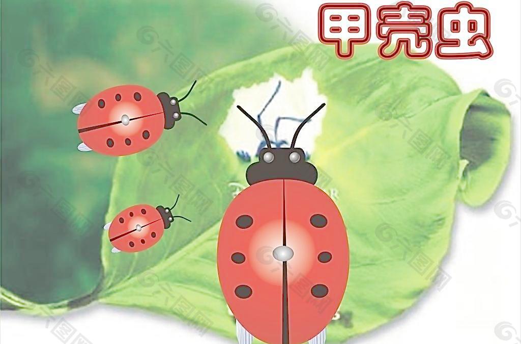 瓢虫 昆虫图片