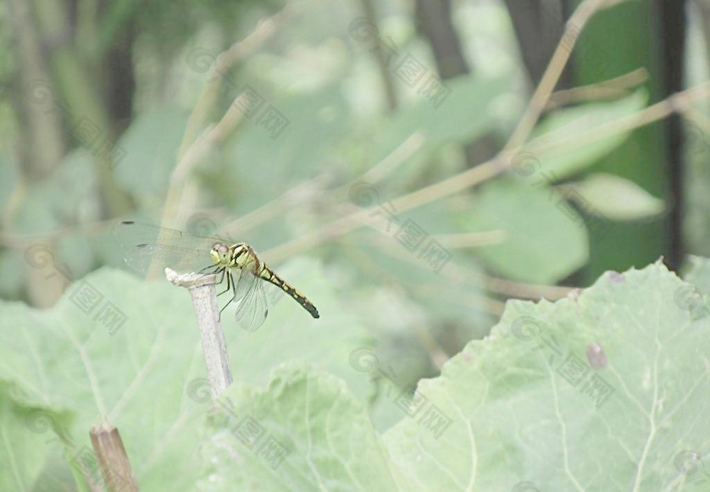 蜻蜓图片