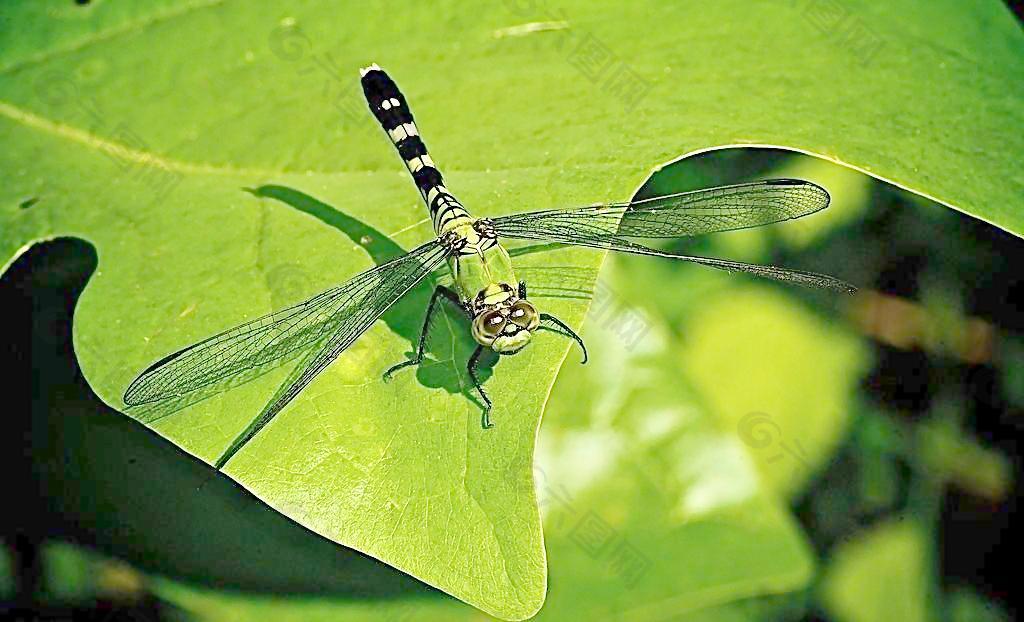 黑翅膀绿蜻蜓图片