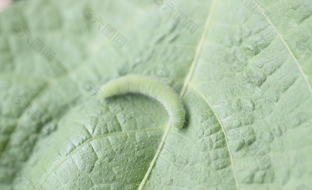 菜青虫图片