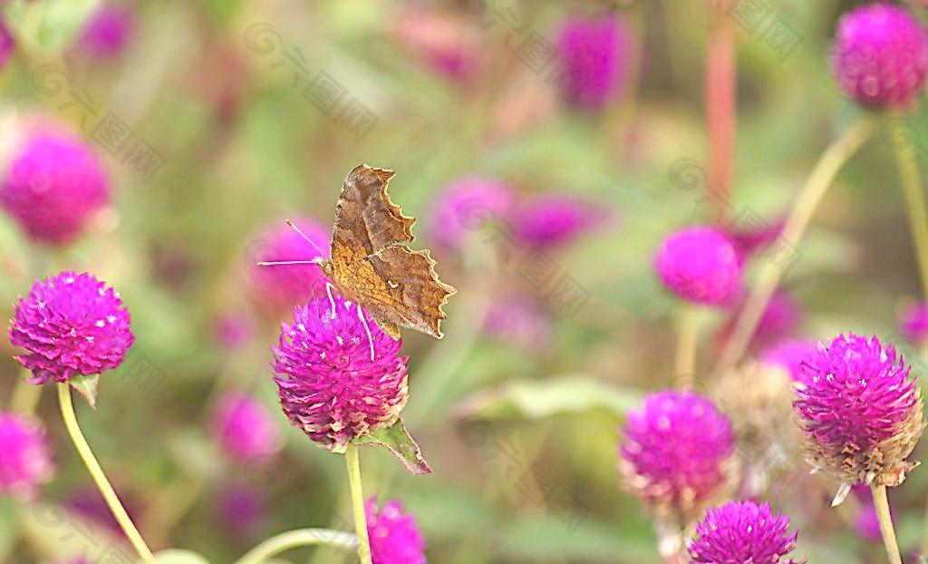 蝴蝶与花图片