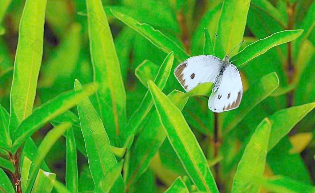 蝶恋青青草图片