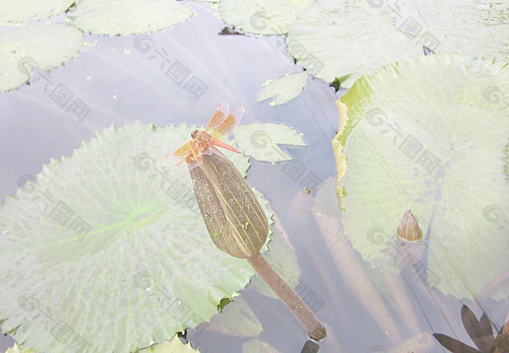 睡莲花苞上的红蜻蜓图片