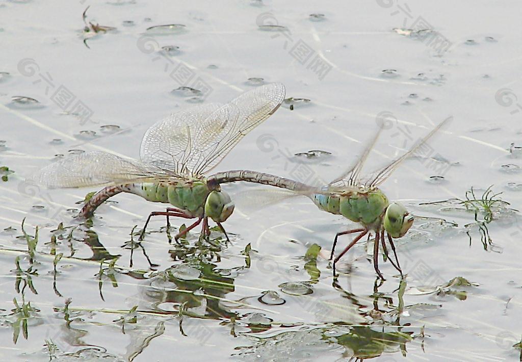 东北大绿豆蜻蜓图片