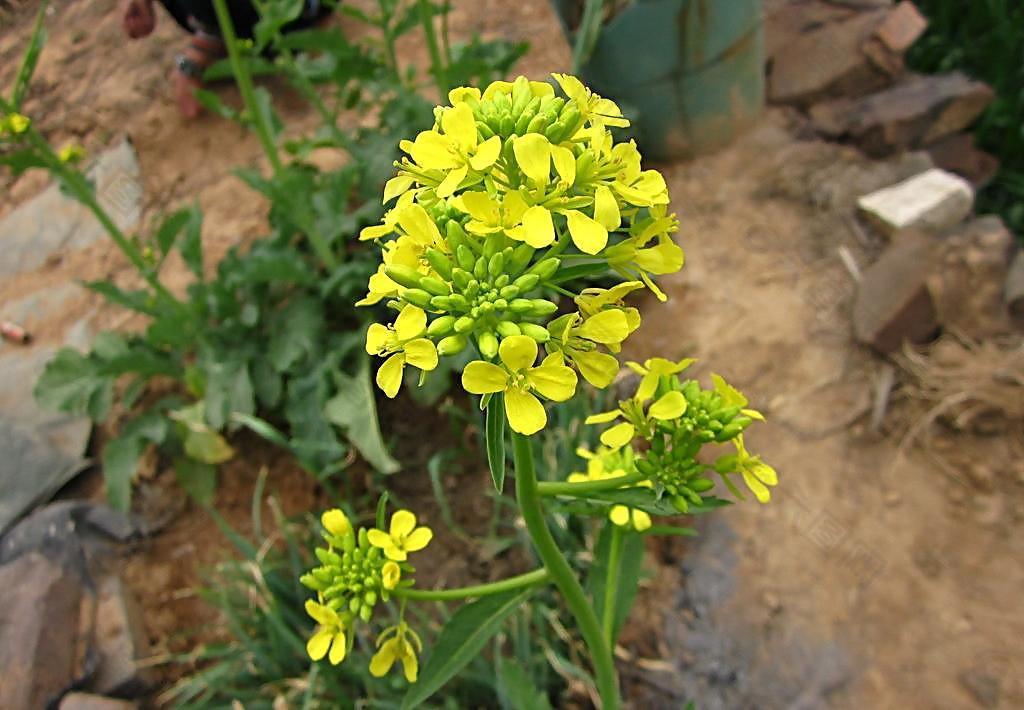 白菜花 黄花图片