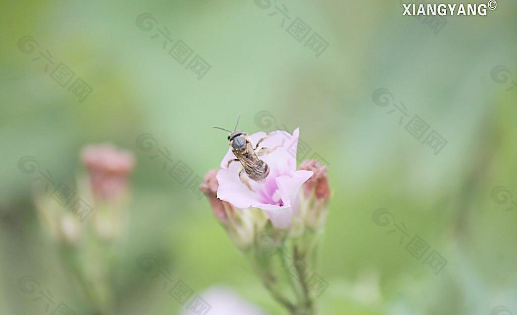 蜜蜂与喇叭花图片
