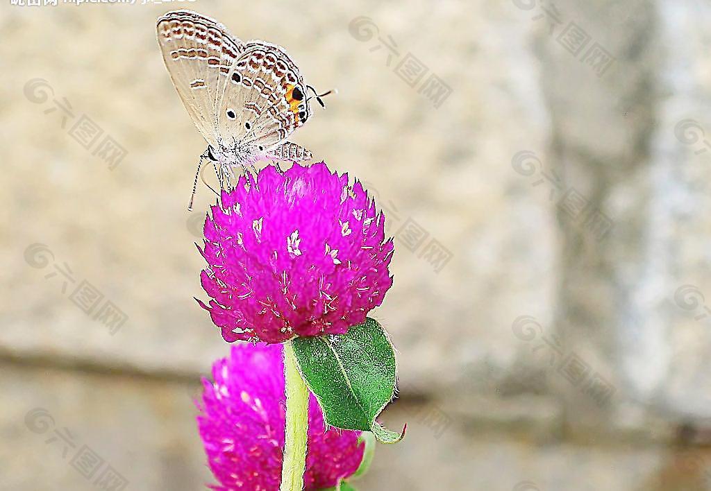 蝶戀花圖片