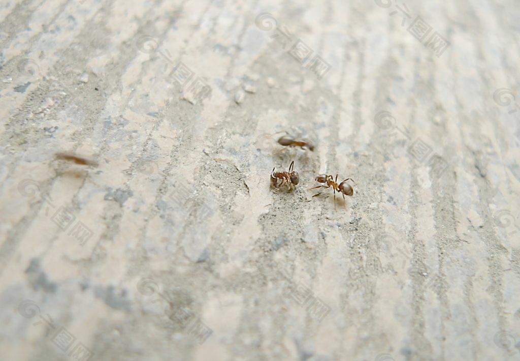 受伤的蚂蚁图片