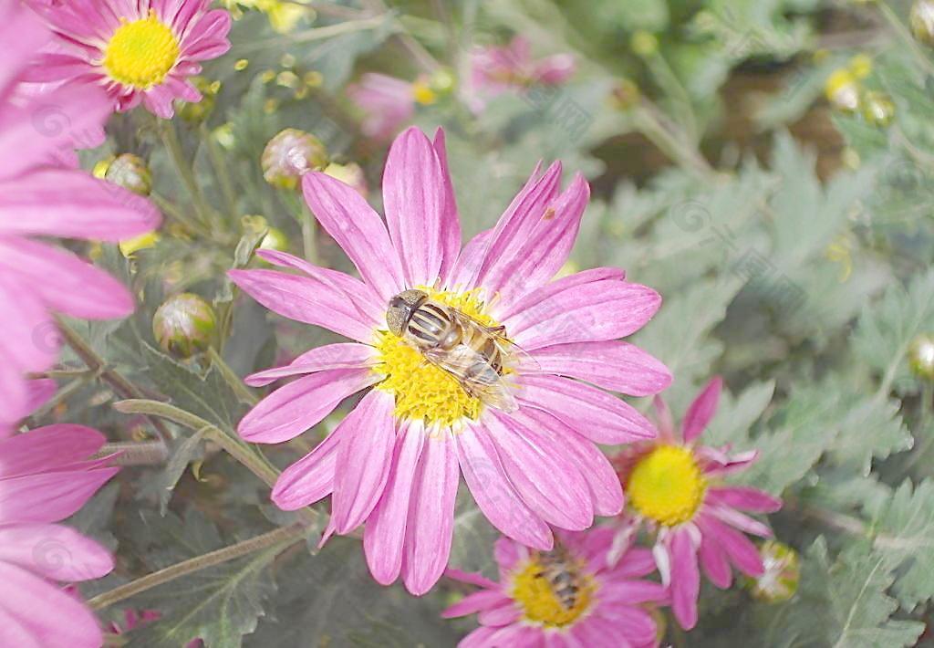 菊花 蜜蜂图片