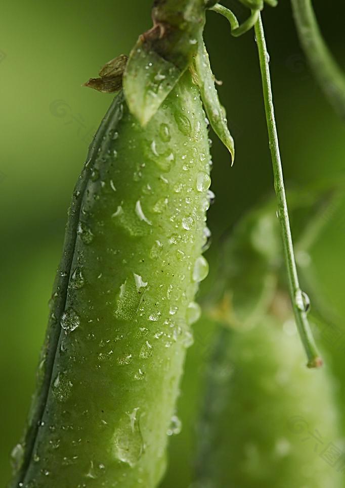 四季豆 豆角 水珠 露水 露珠 晨露图片