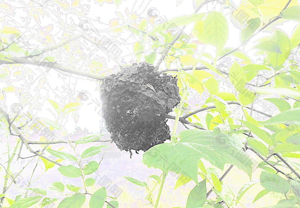 大黑蚂蚁巢图片